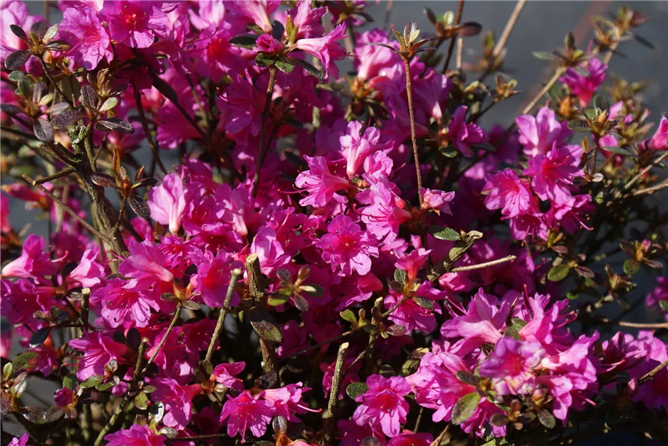 Rhododendron obt.'Amoena' II, Japanische Azalee 'Amoena' - Baumschule Bhlje