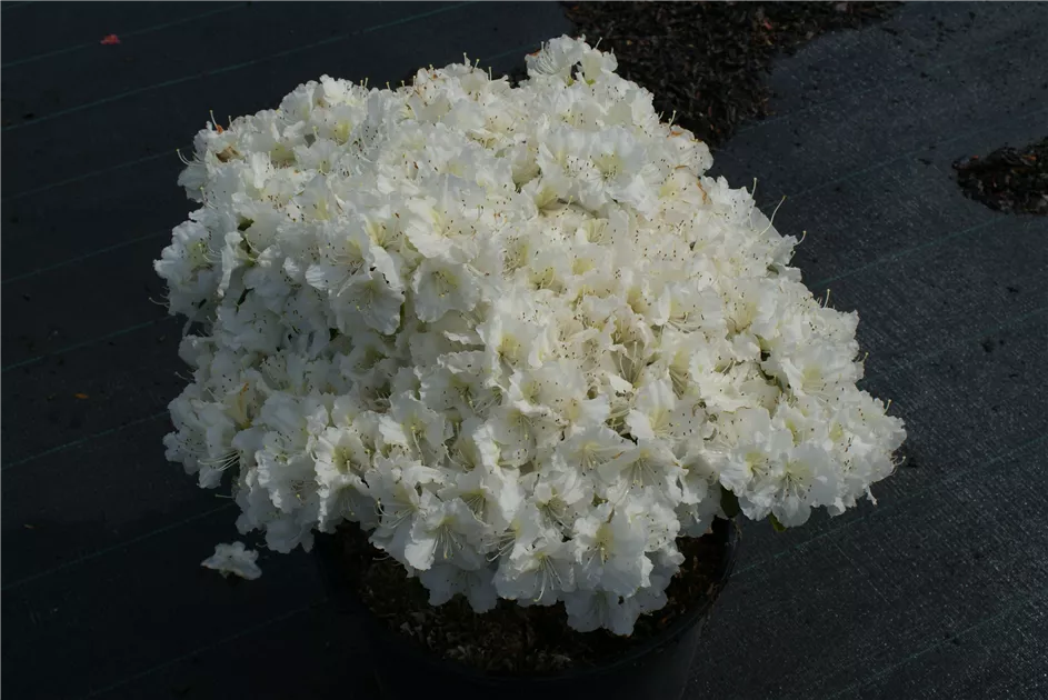 Rhododendron obt.'Maischnee' -R- III, Japanische Azalee 'Maischnee' -R- -  Baumschule Bhlje