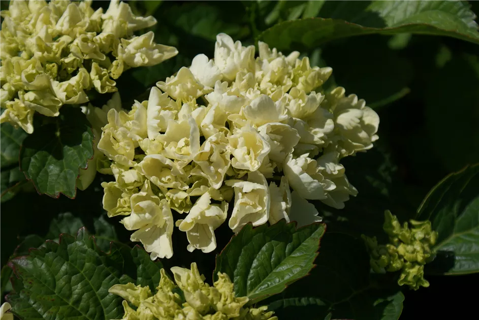 Hydrangea macrophylla 'Schneeball' -S-, Bauernhortensie 'Schneeball' -S- -  Baumschule Bhlje