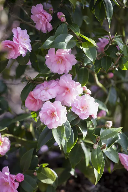 Camellia japonica 'Spring Festival', Kamelie japnonica - Baumschule Bhlje