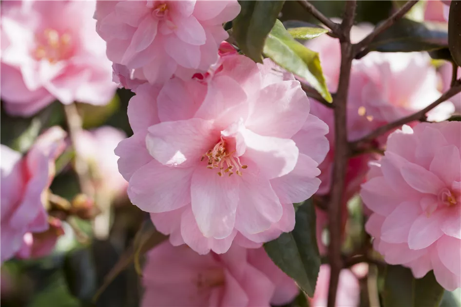 Camellia japonica 'Spring Festival', Kamelie japnonica - Baumschule Bhlje