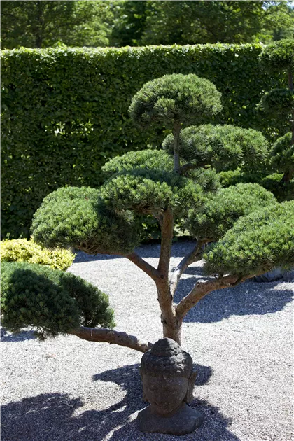 Pinus mugo 'Mini - Humpy'