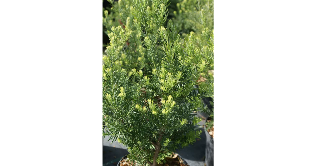 hecke thuja smaragd pflanzen Thuja occidentalis (Emerald Green Arborvitae) – 8 piante per una siepe main image 1