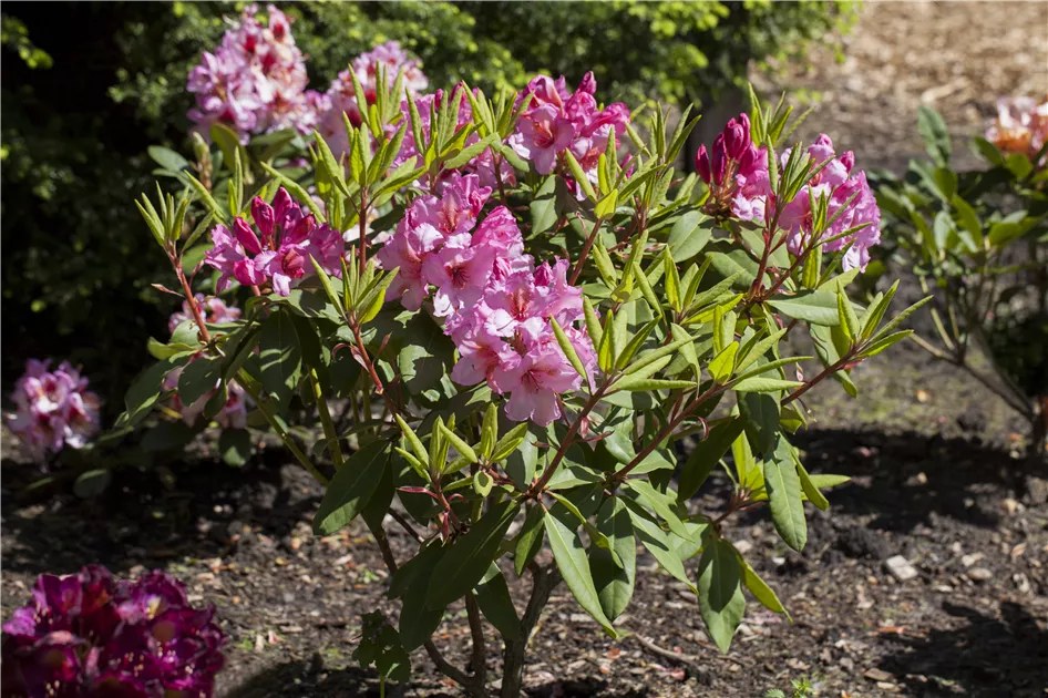 Rhododendron Hybr.'Duke of York' II, Rhododendron-Hybride 'Duke of York' -  Baumschule Bhlje