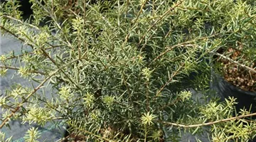 Podocarpus totara35.JPG